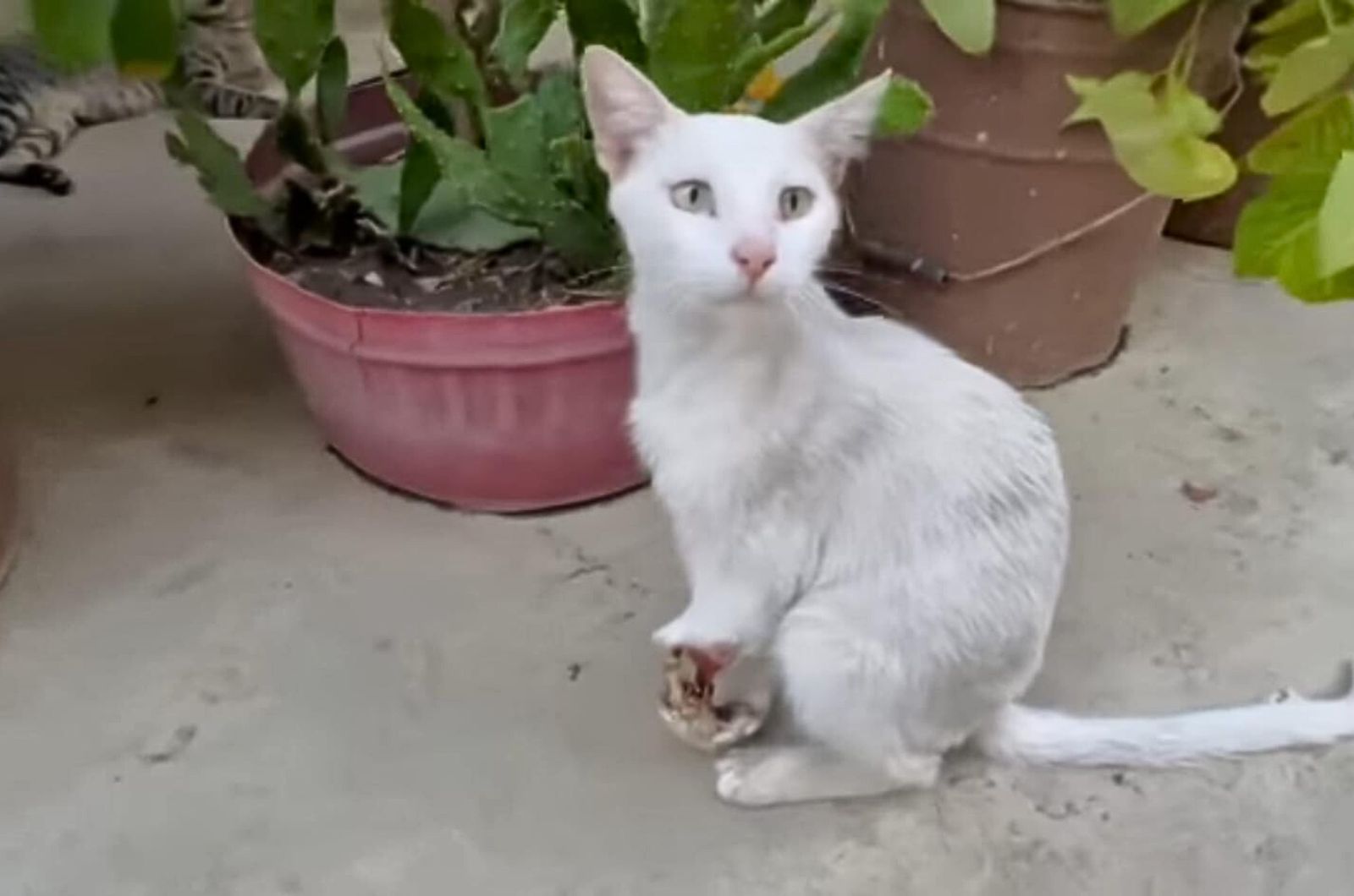 injured white stray cat