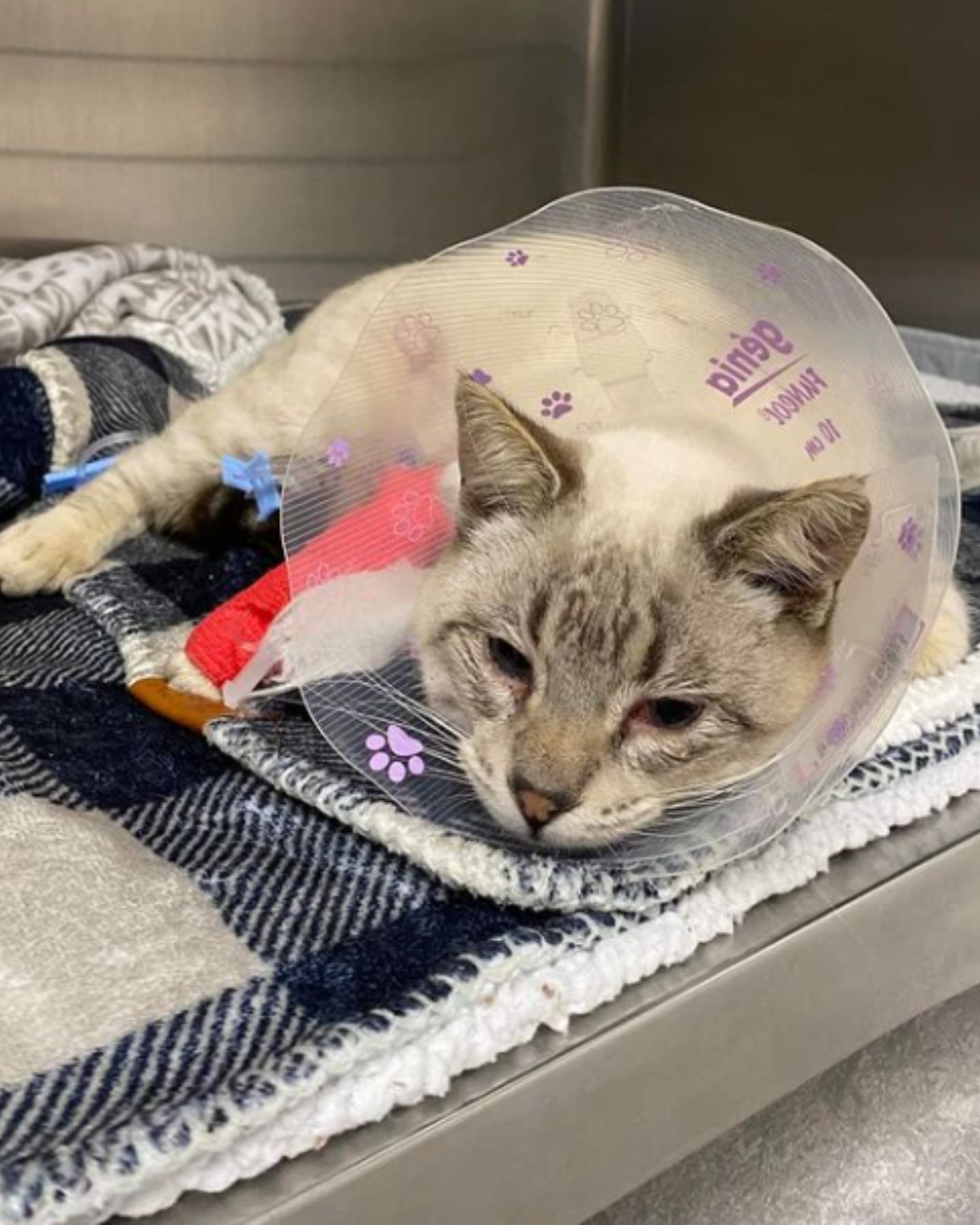 kitten after surgery