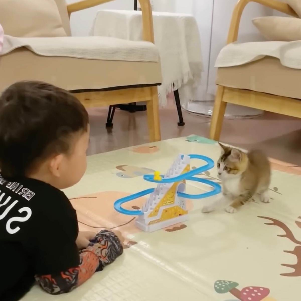 kitten and boy playing