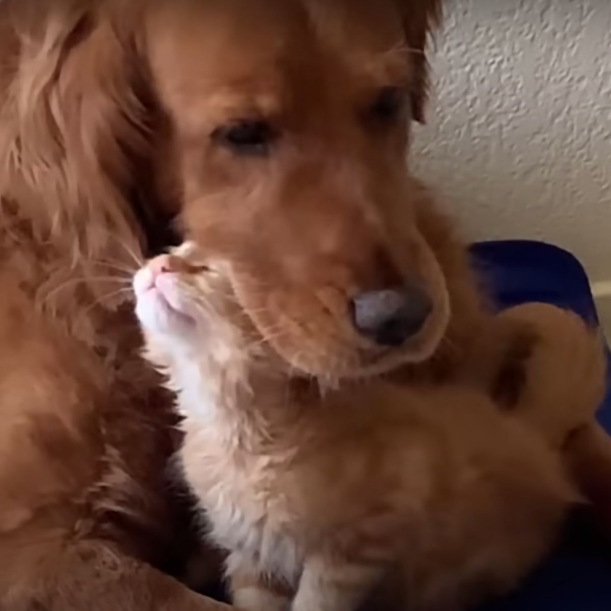 kitten and dog cuddling