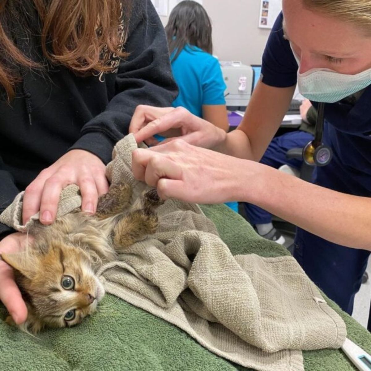 kitten and vets