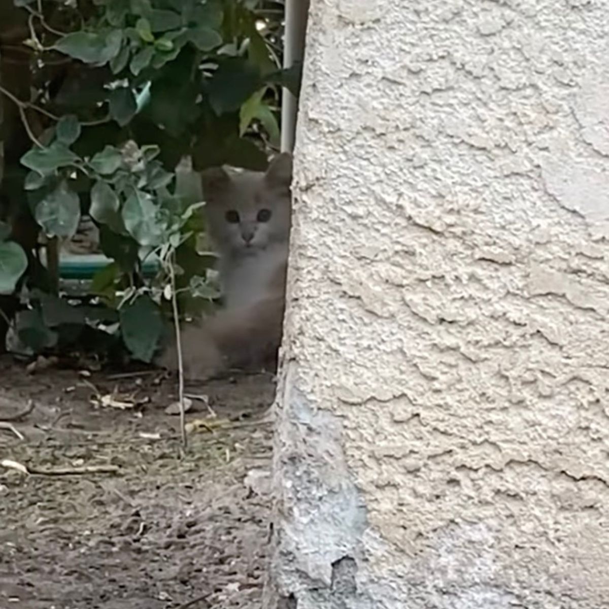 kitten behind the corner