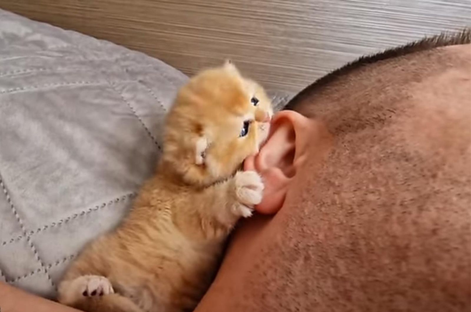 kitten bitting owners ear
