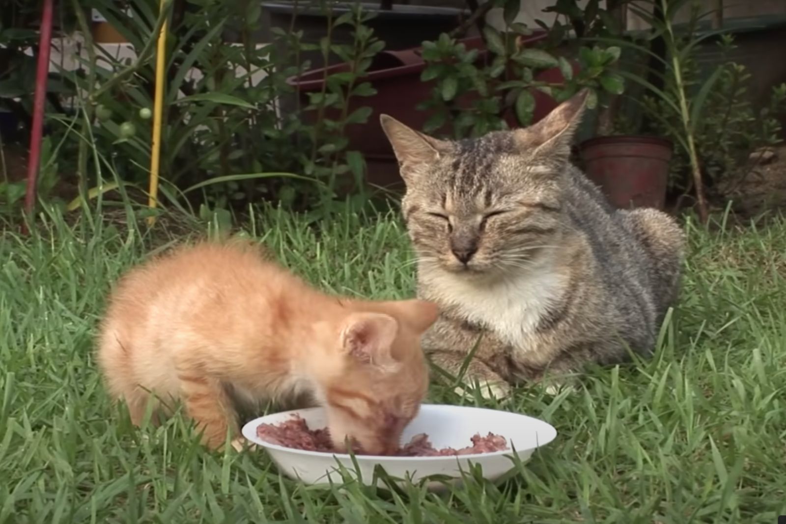 kitten eats from a bowl