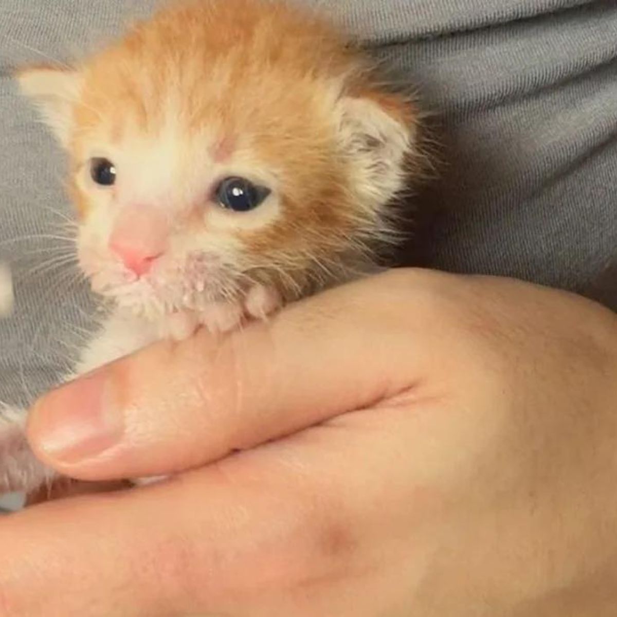 kitten enjoying in hand