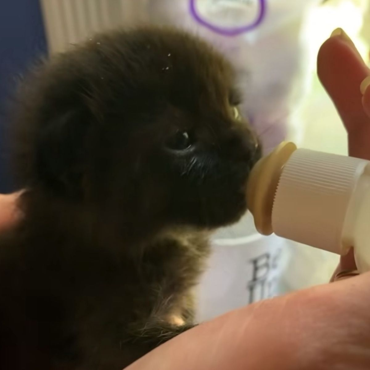 kitten fed with a bottle