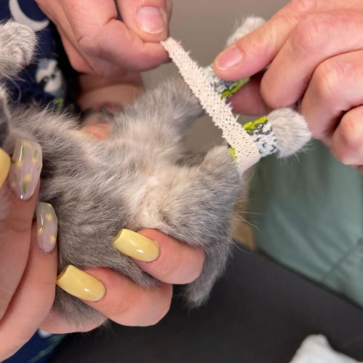 kitten getting her legs taped