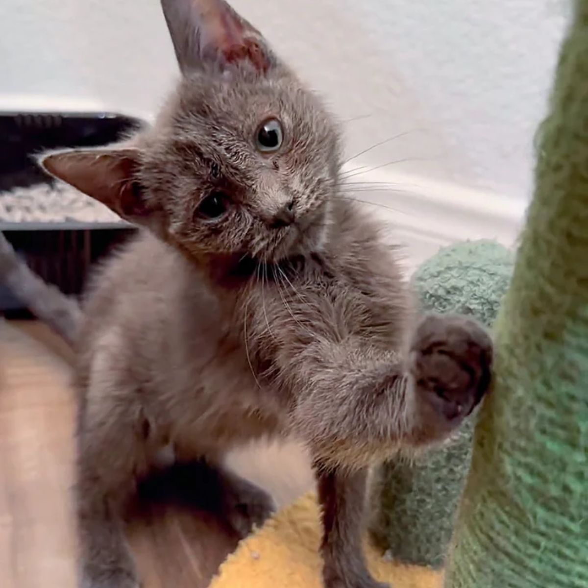 kitten giving paw