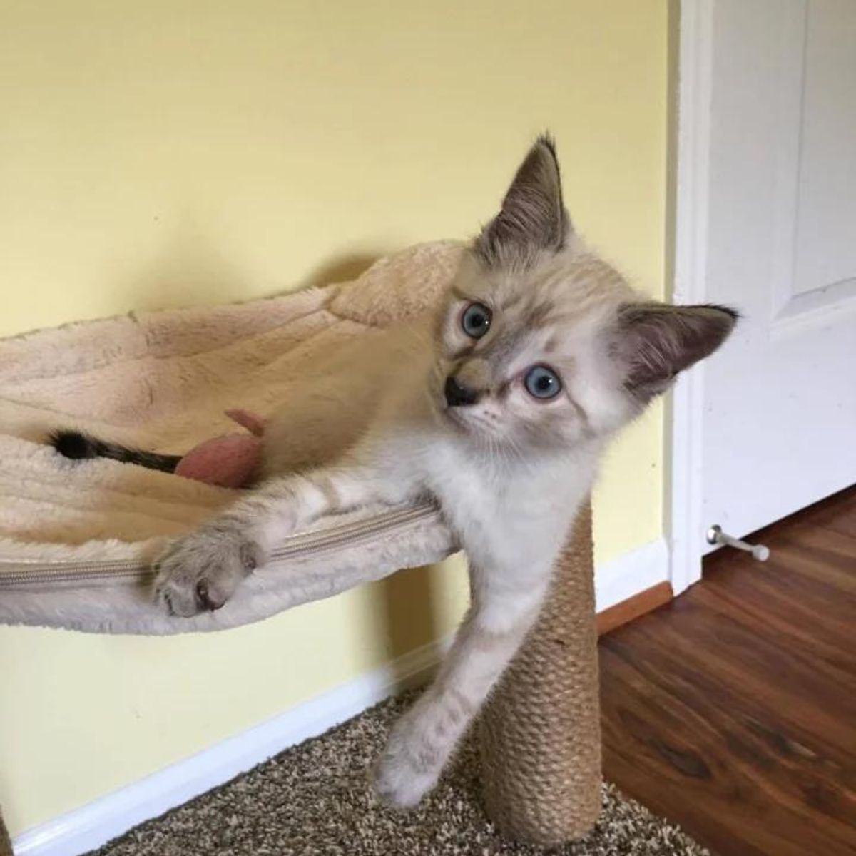 kitten hanging off the cat bed