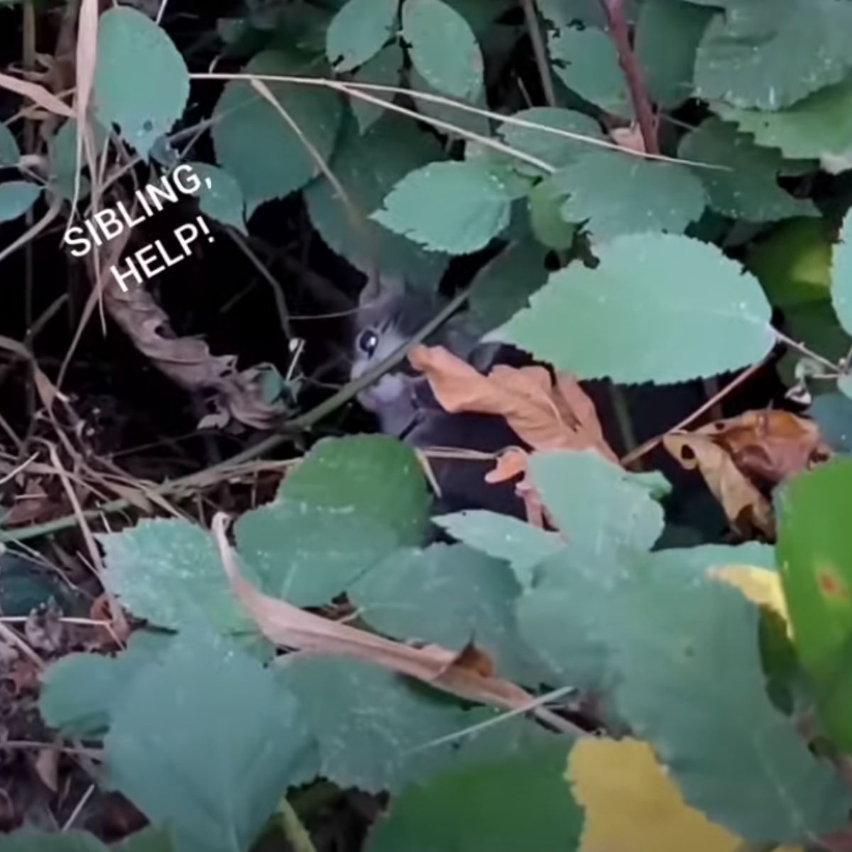 kitten hiding in a bush