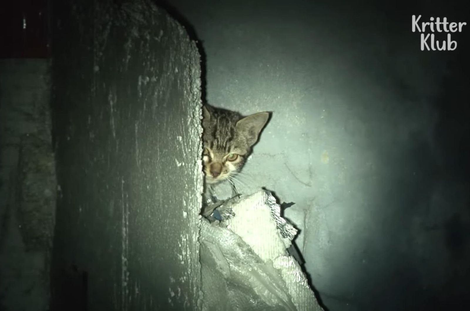kitten hiding in the dark