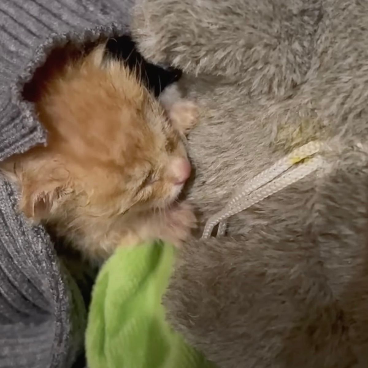 kitten in a sweater