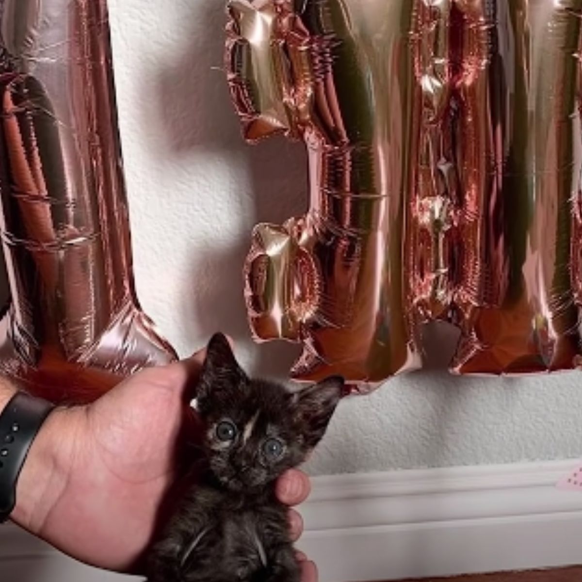 kitten in hand with balloons