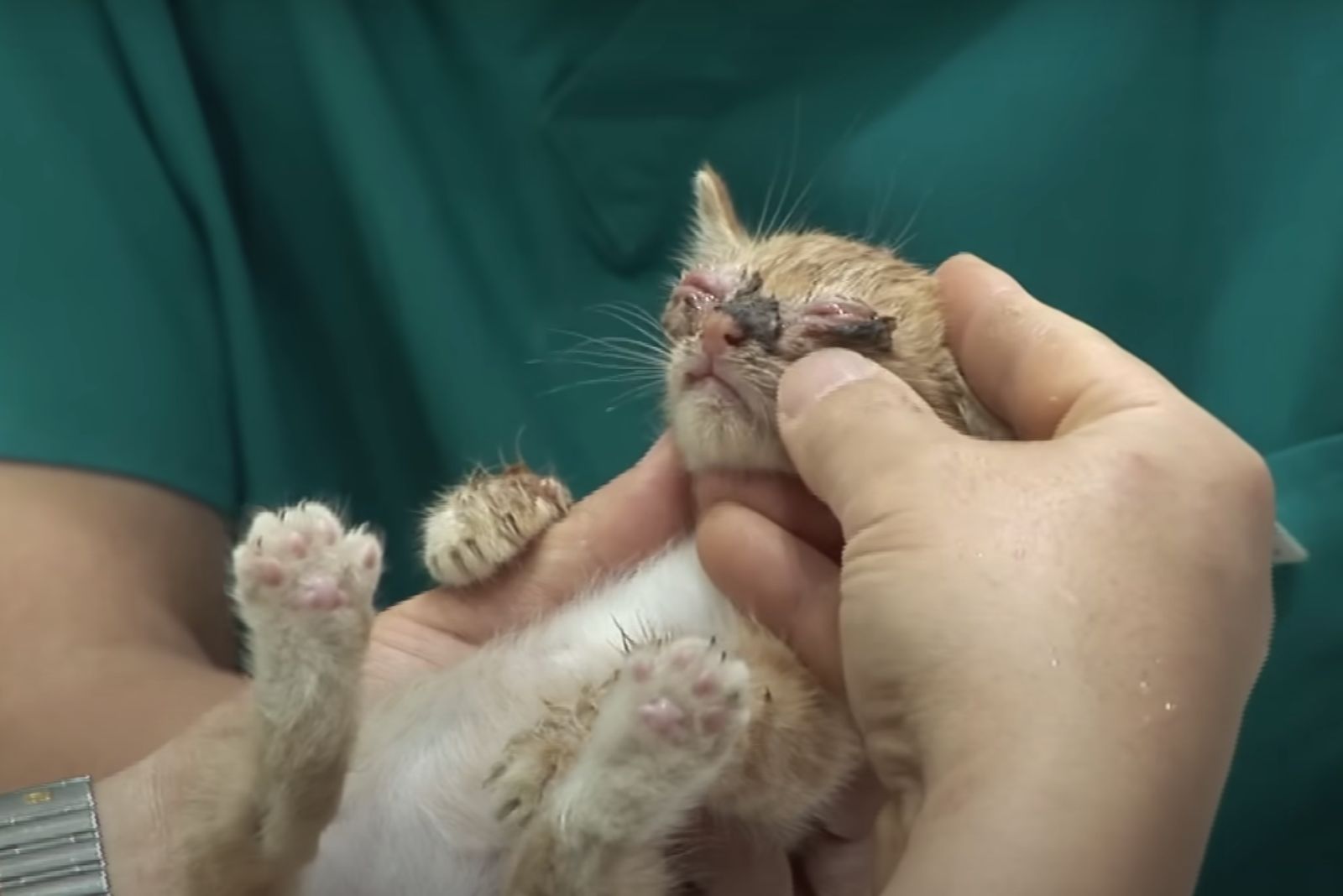 kitten in hands of vet