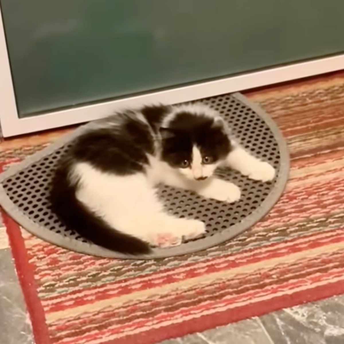 kitten lays on the floor