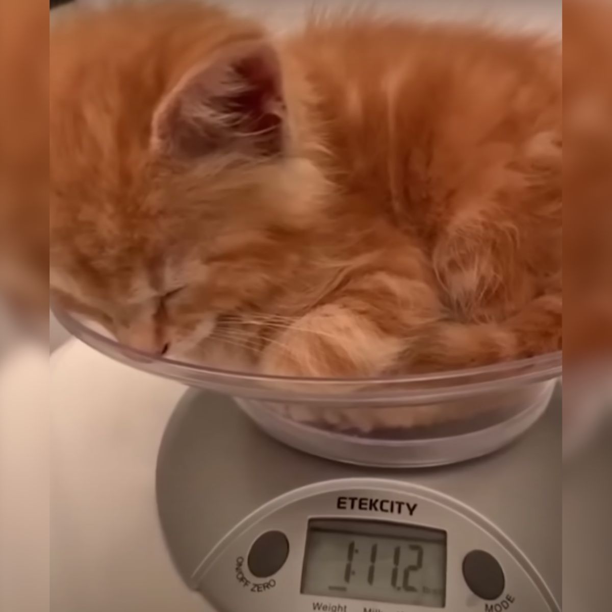 kitten lying in a scale