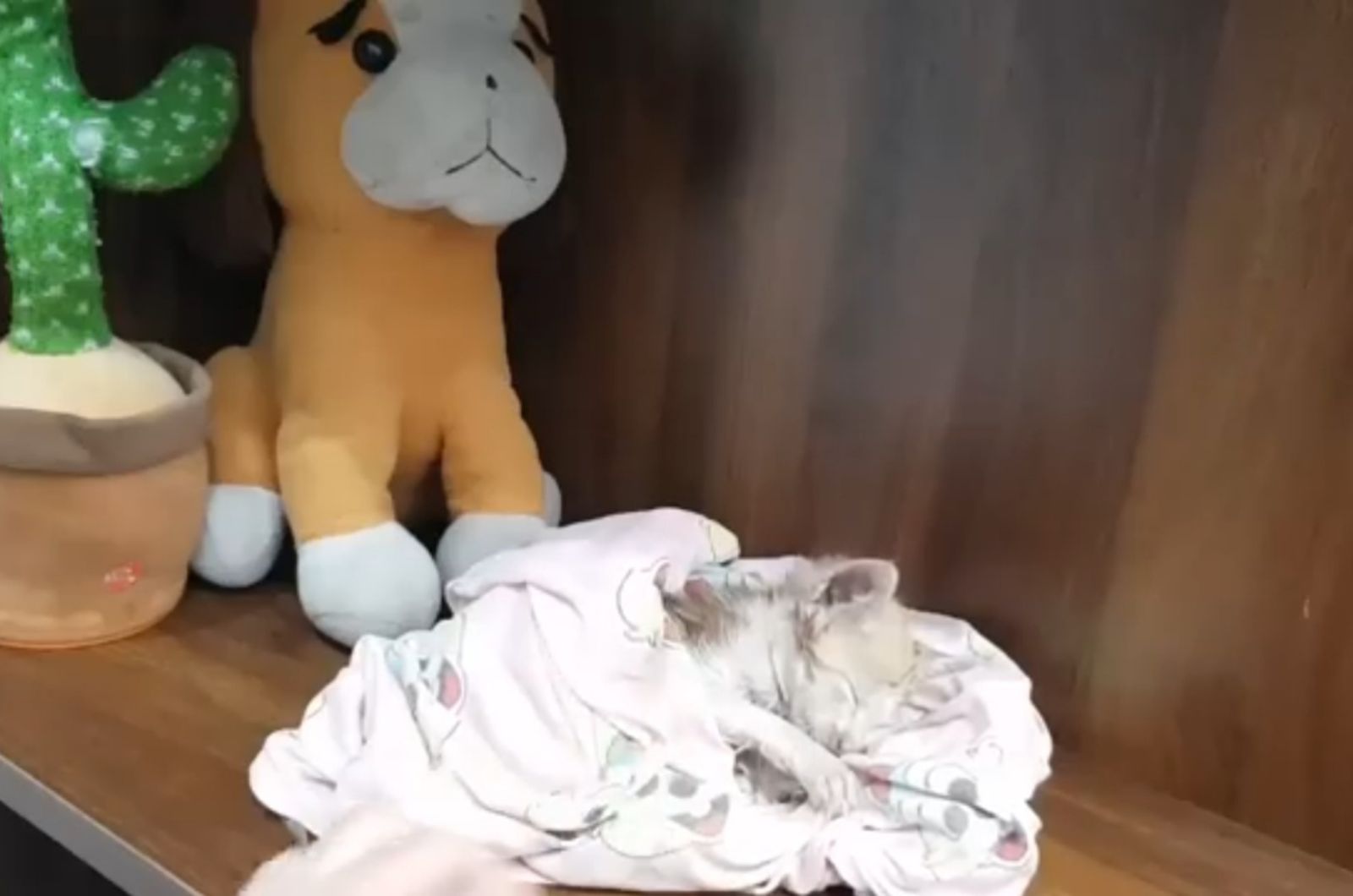 kitten lying in a towel