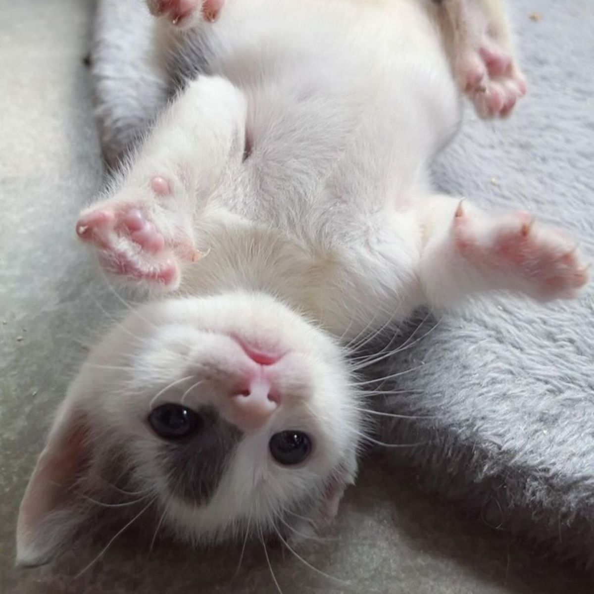 kitten lying on its back