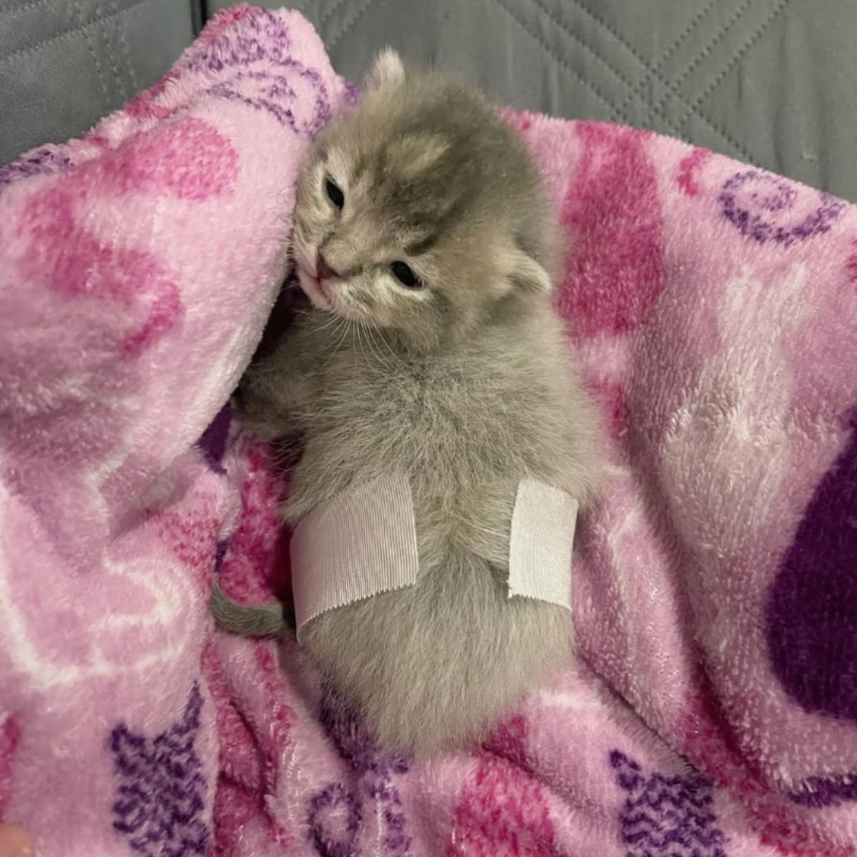 kitten lying on pink blanket