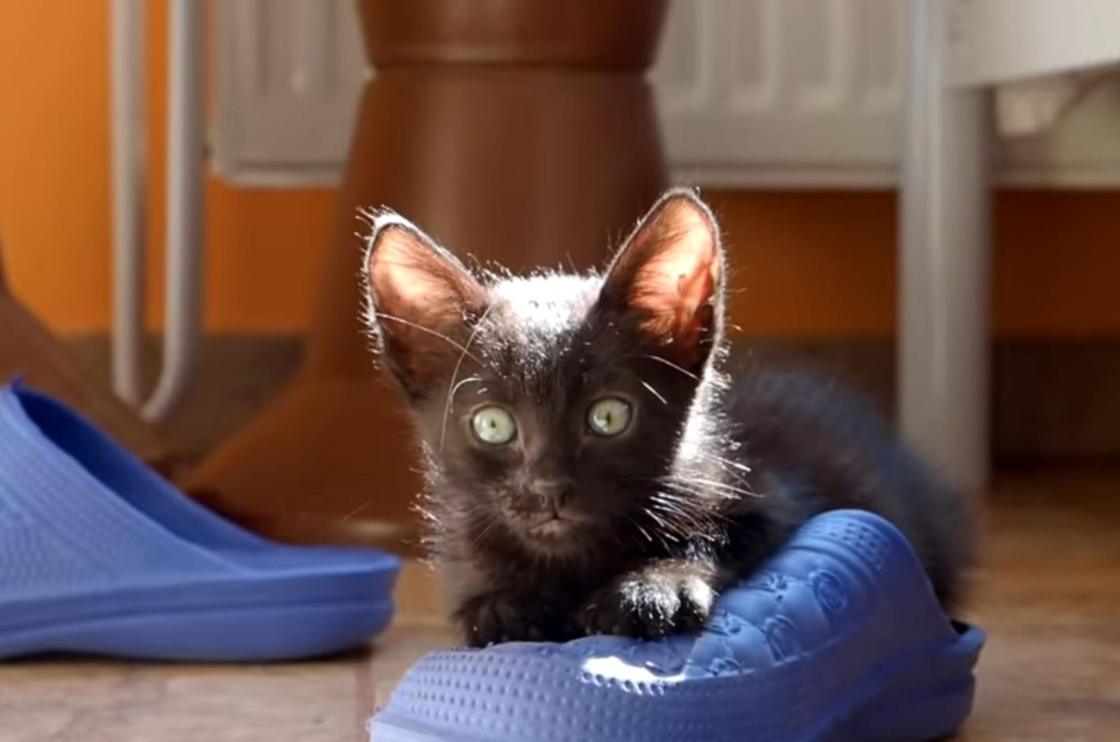 kitten on a blue shoe