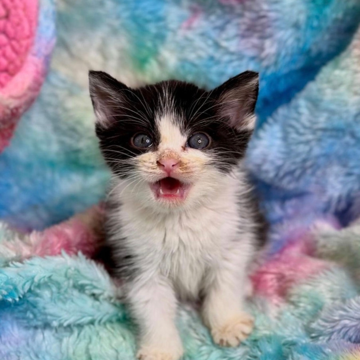kitten on a colorful blanket