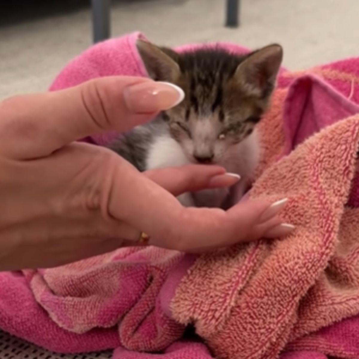 kitten on pink towel