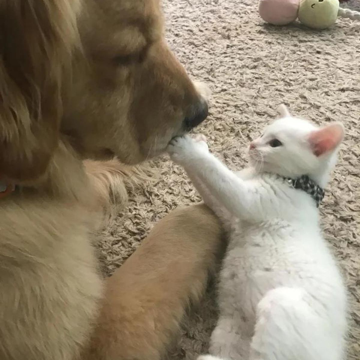kitten plays with dog