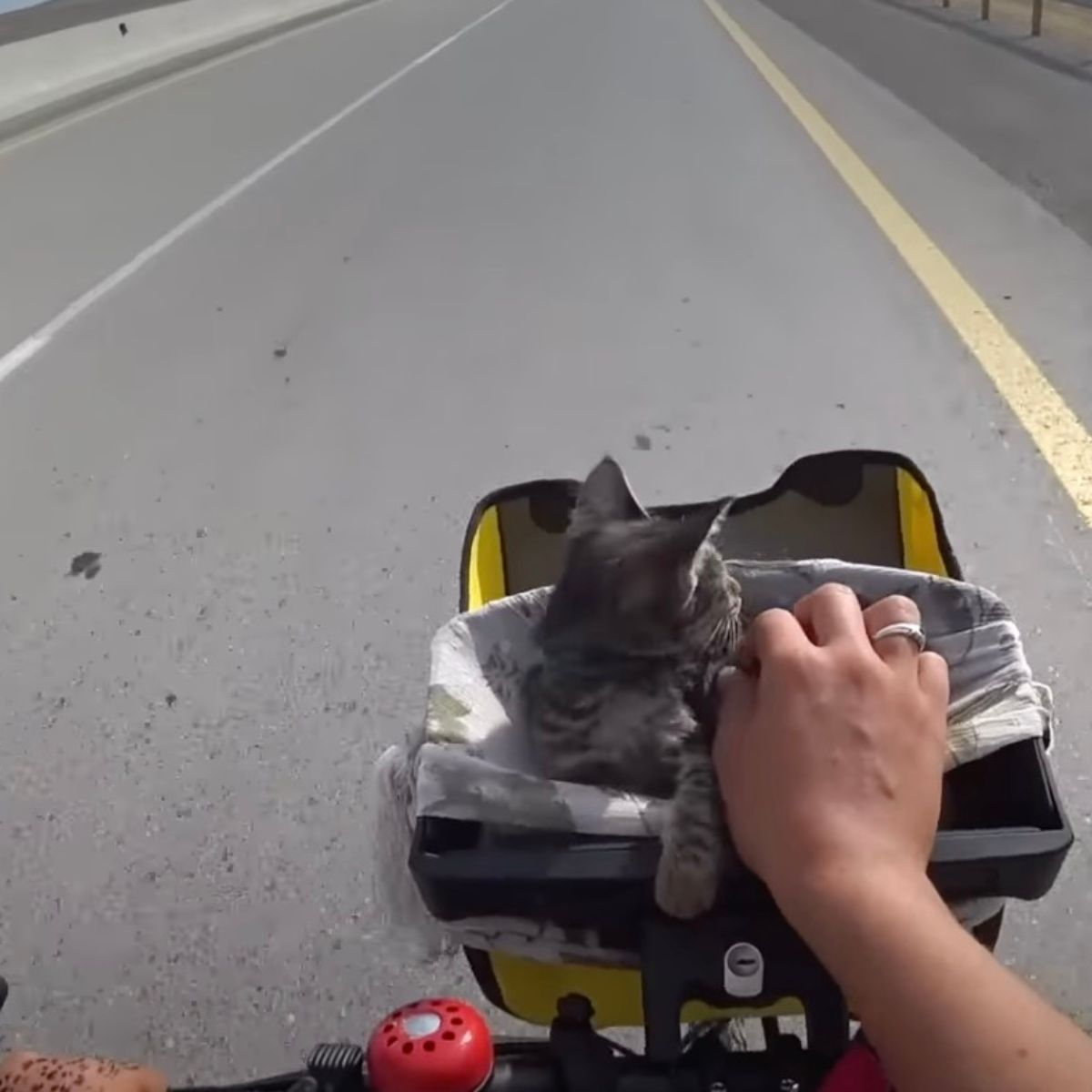 kitten riding in a box on a bike