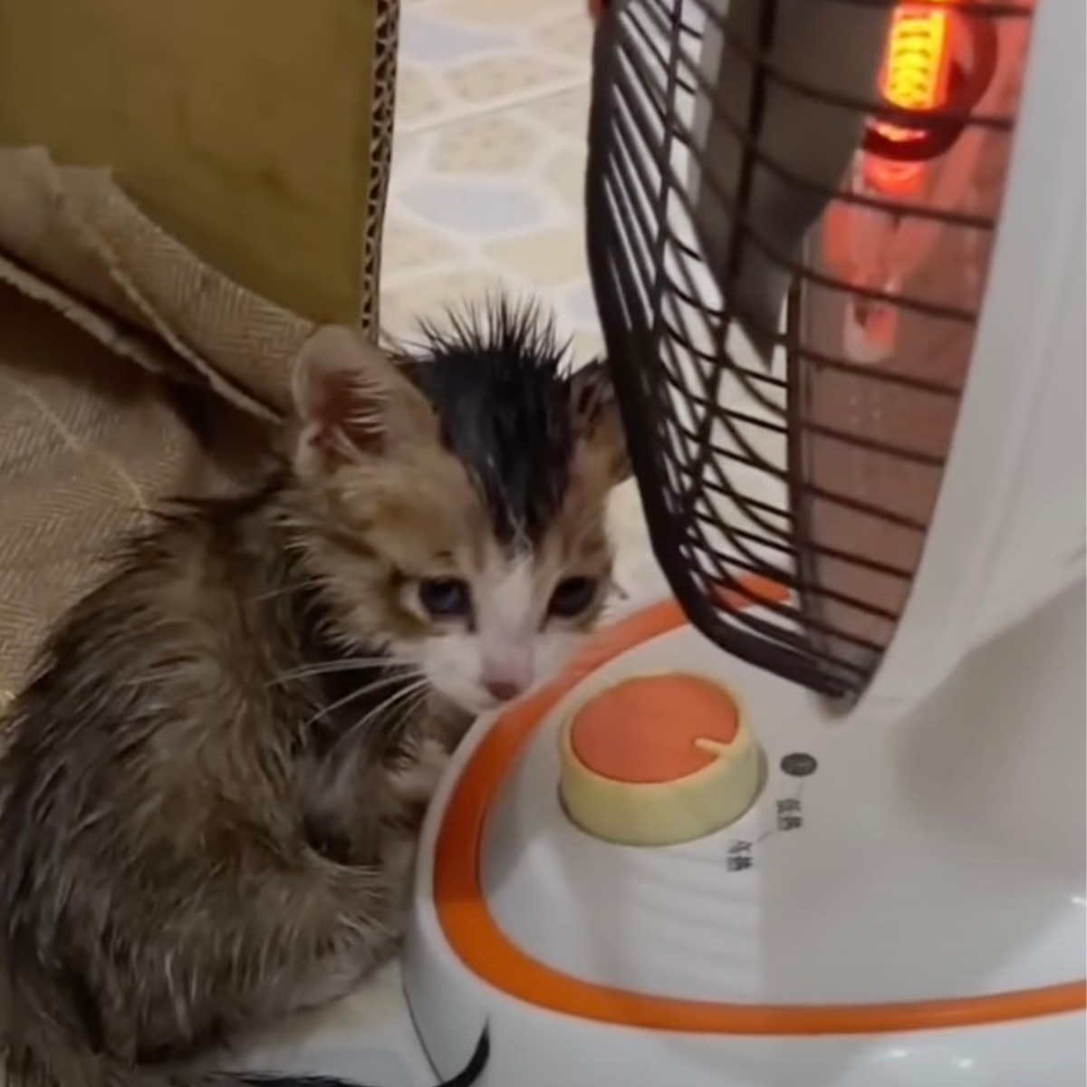 kitten sitting by a heater