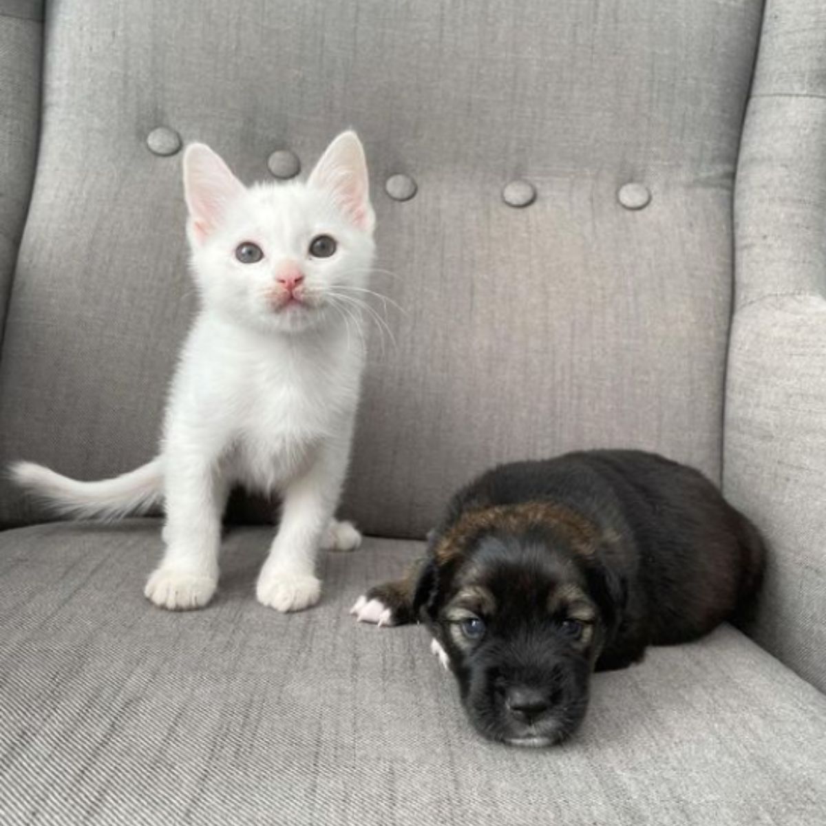 kitten sitting next to a puppy