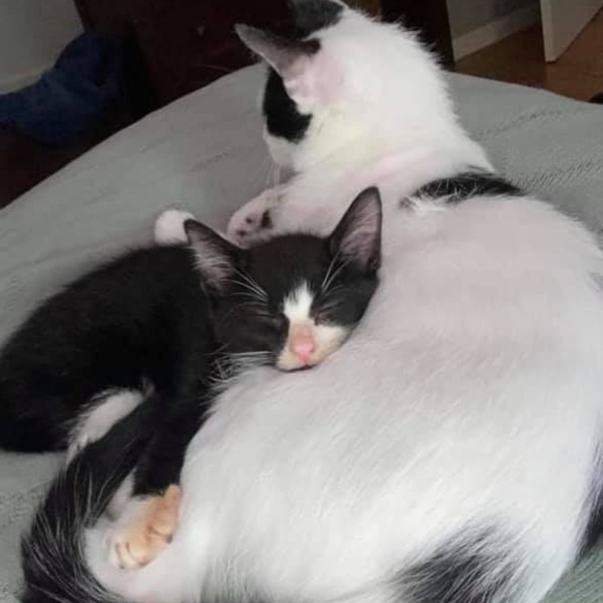 kitten sleeping on a cat