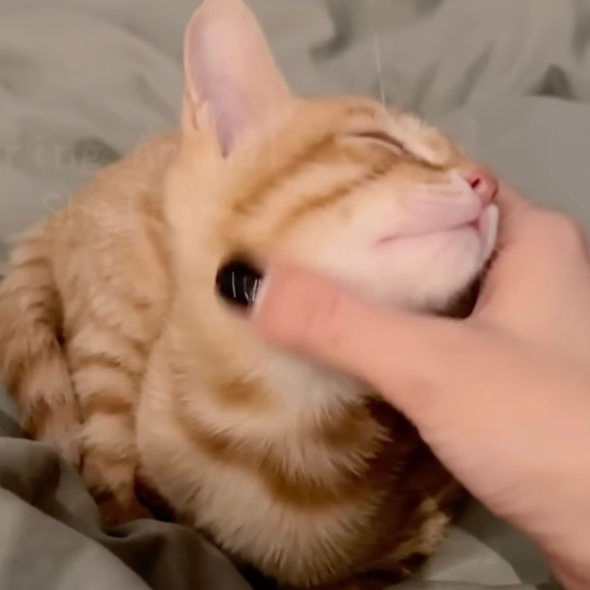 kitten snuggling