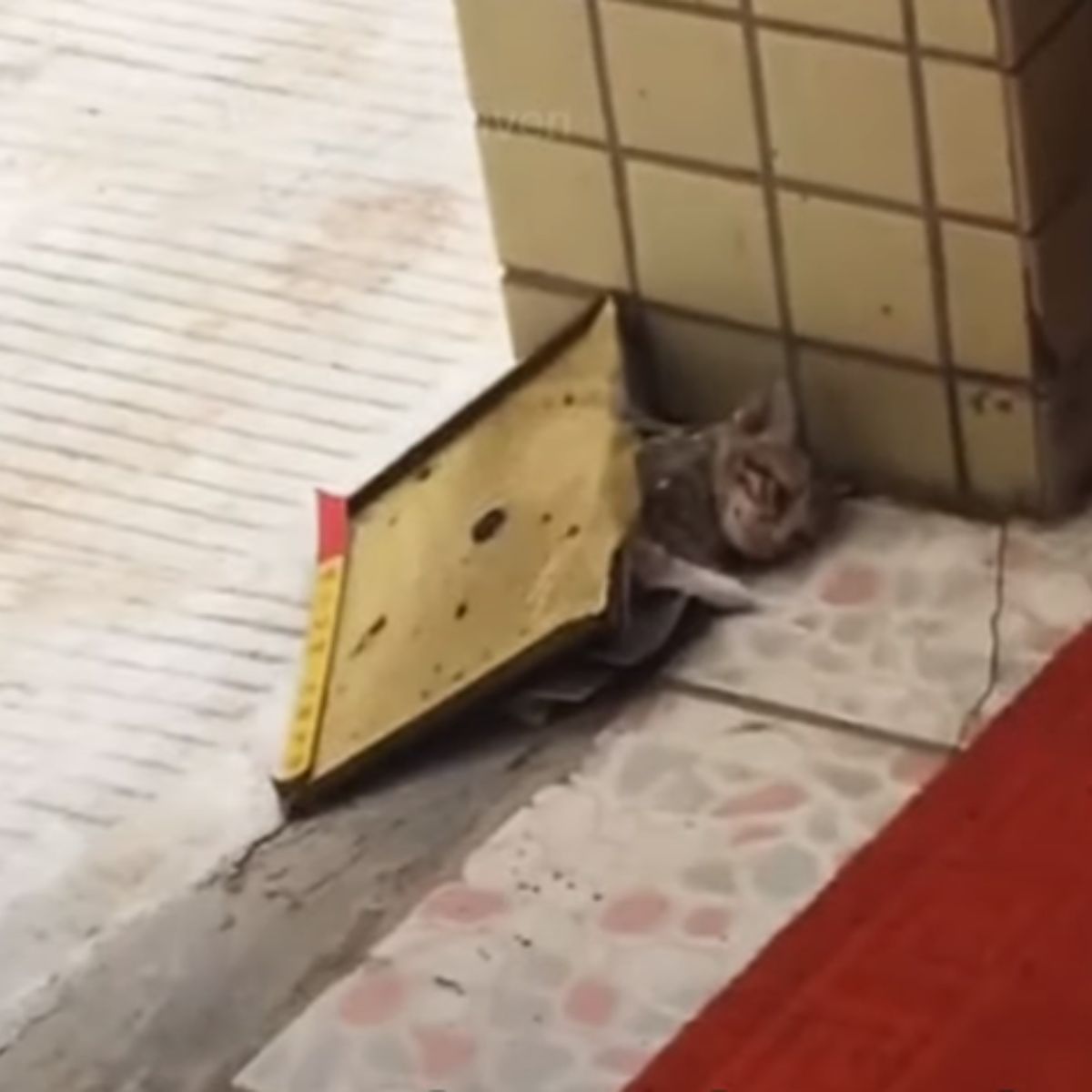 kitten stuck in glue trap