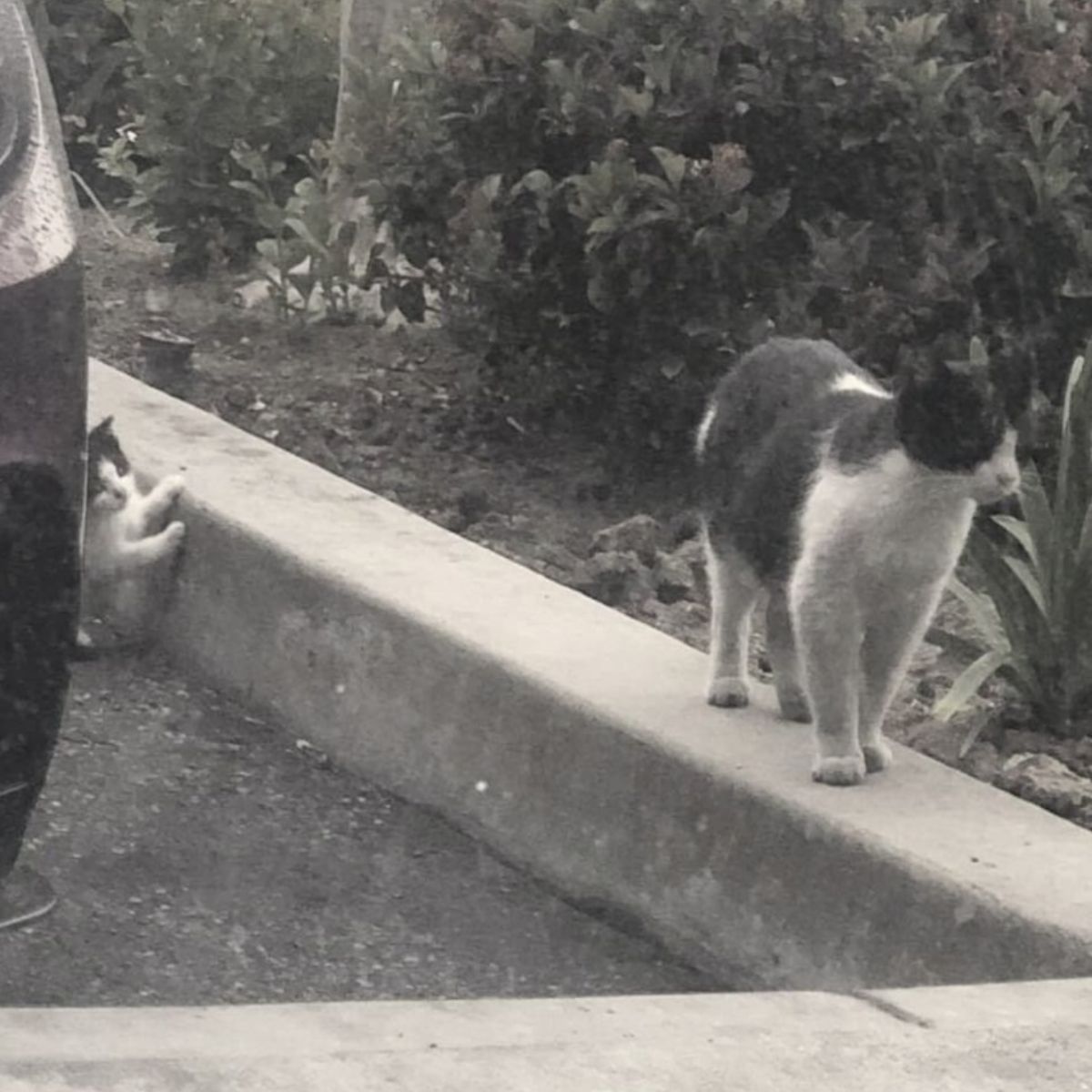 kitten trying to follow cat