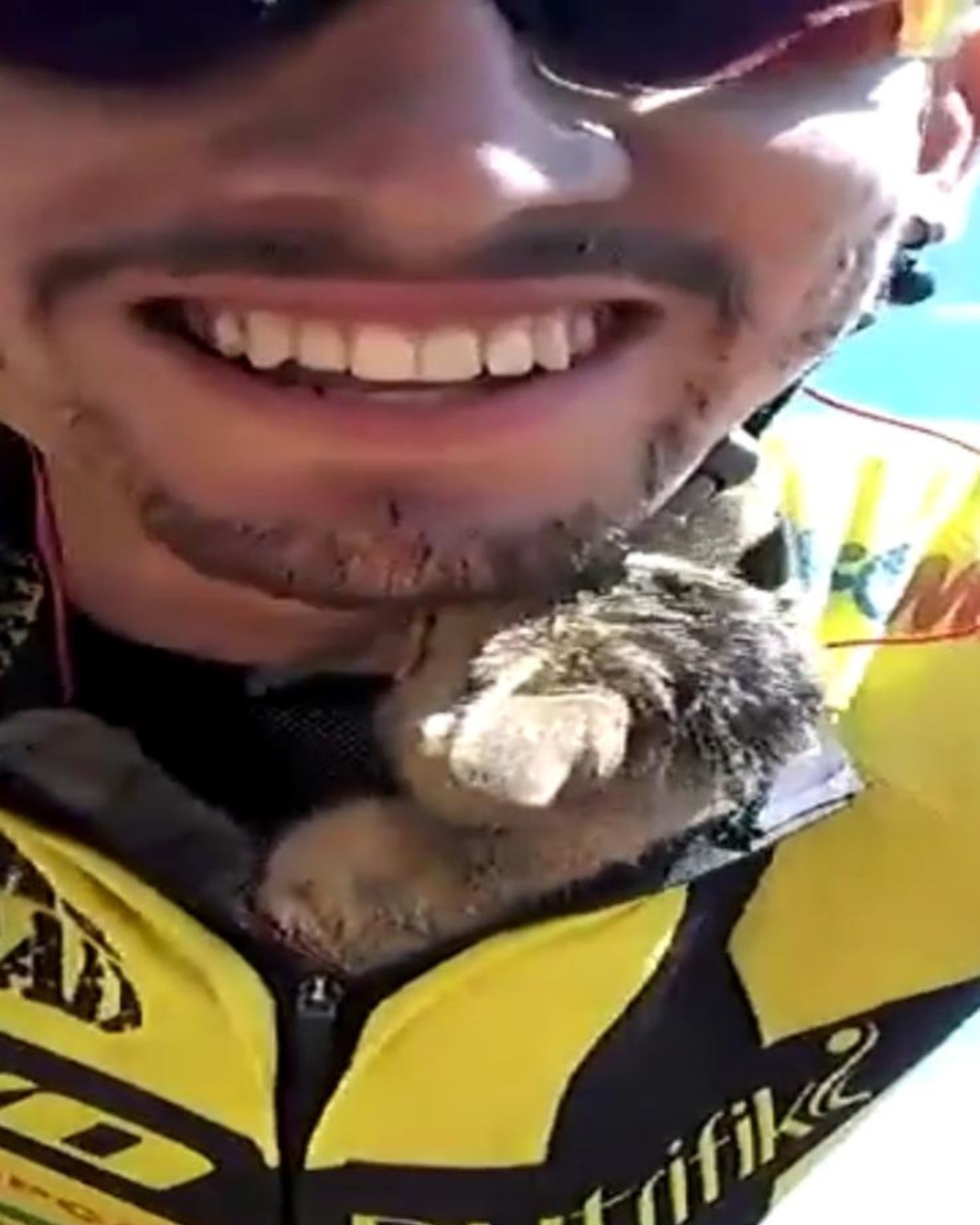 kitten with cyclist on bike