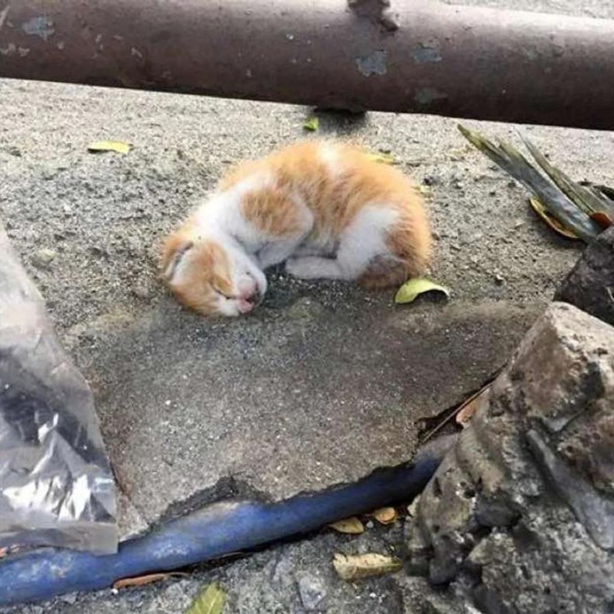kitten with no sign of life