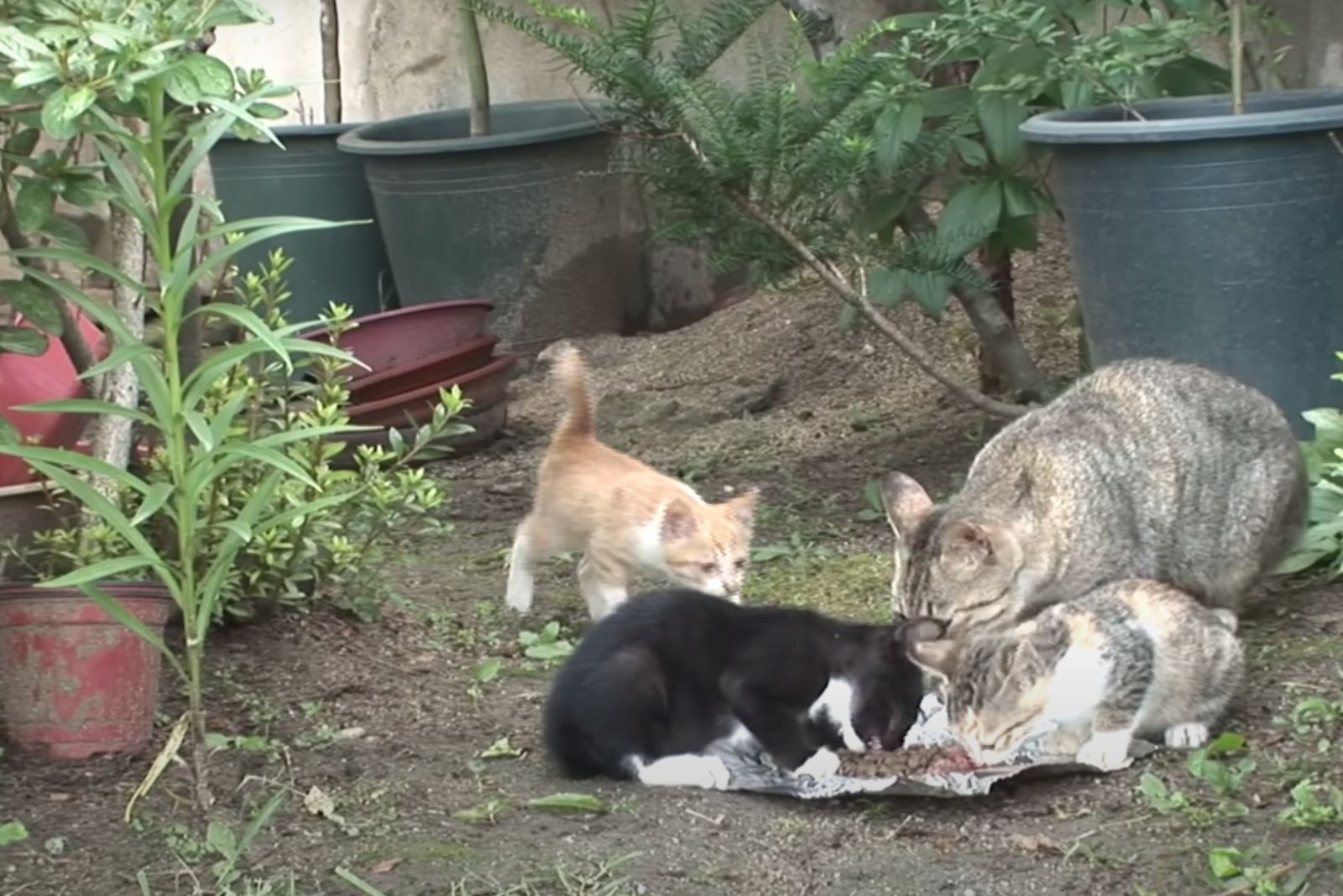 kitten with oother cats in yard