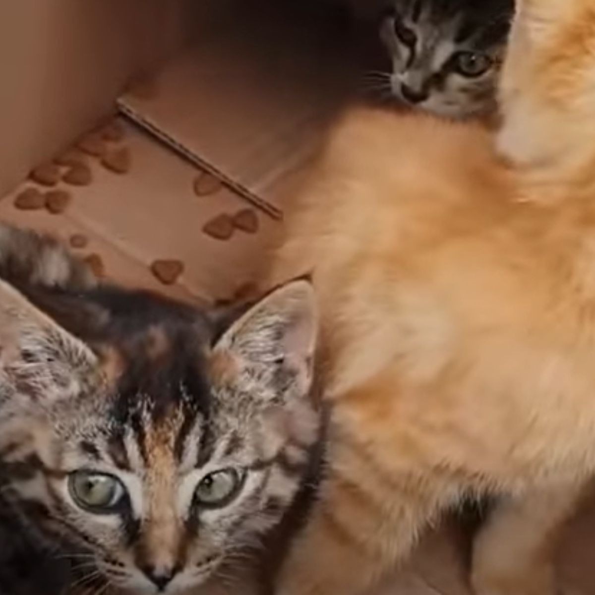 kittens abandoned in a box