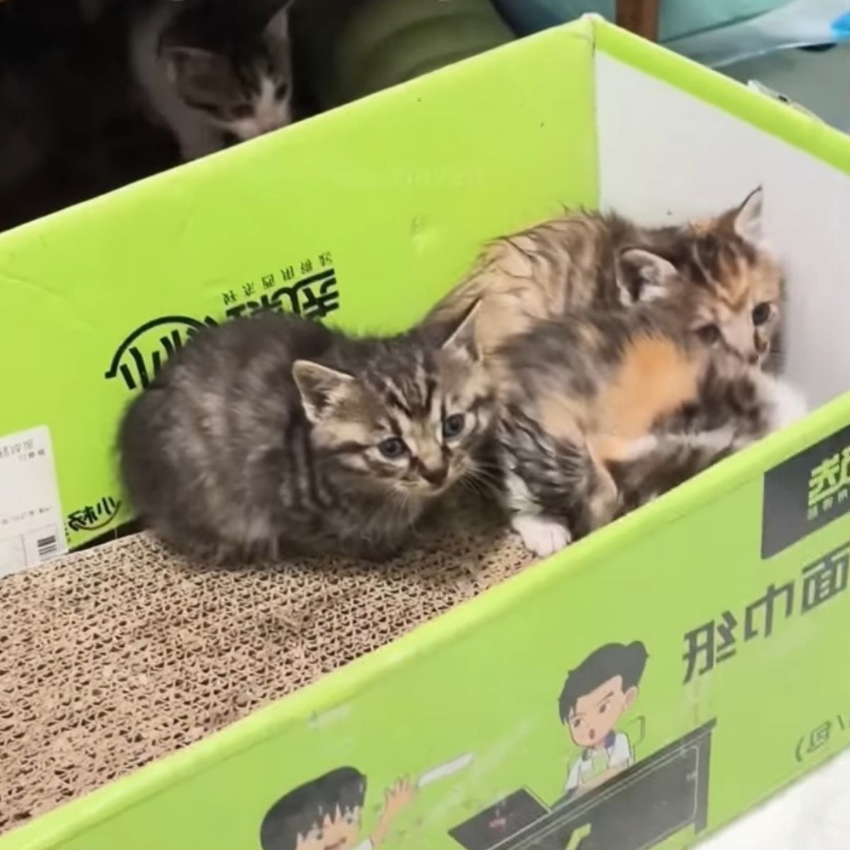 kittens in a box