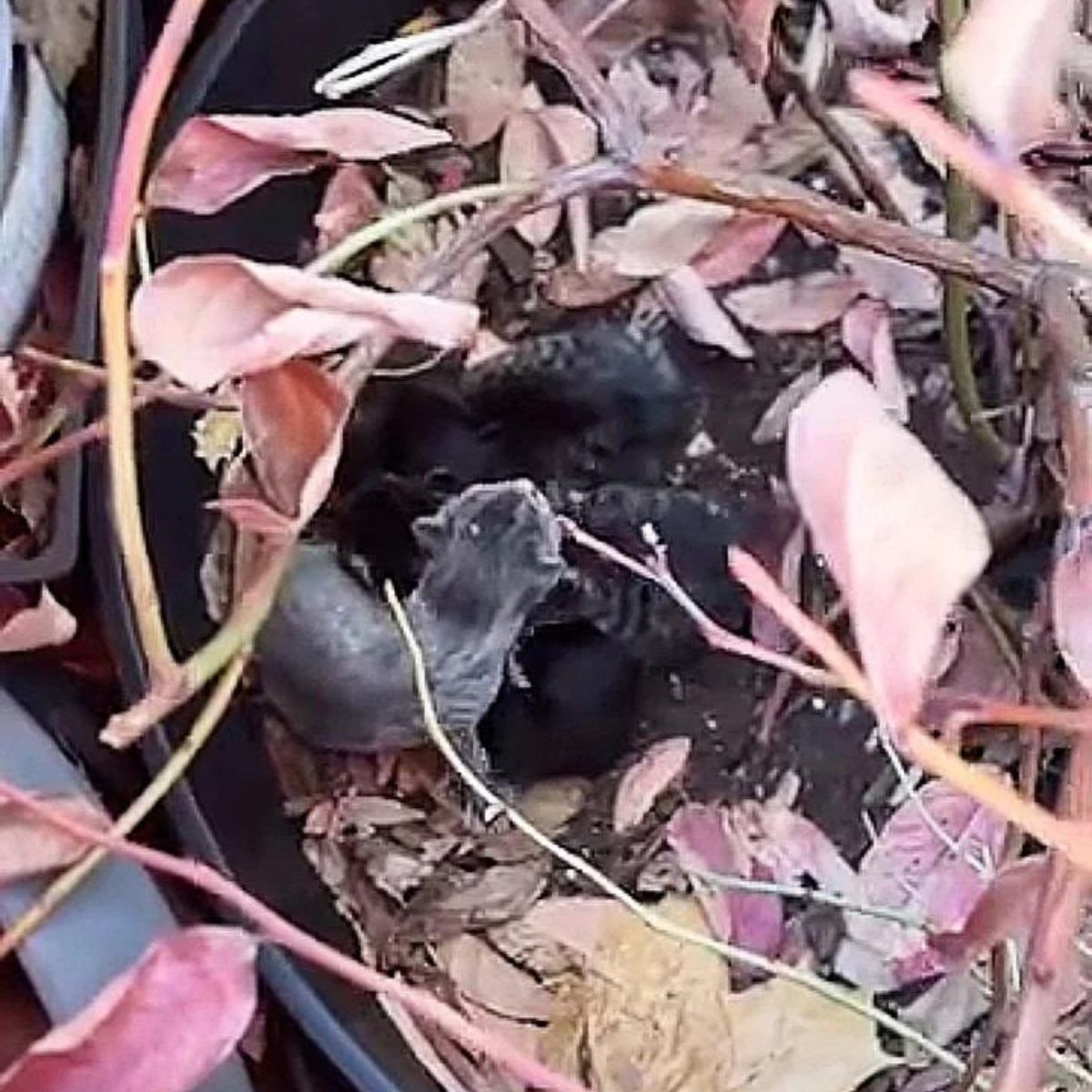 kittens in a flower pot