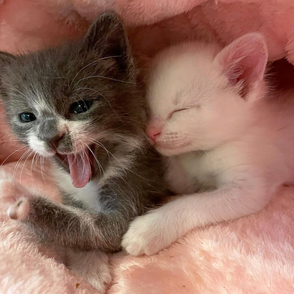 kittens in a pink blanket