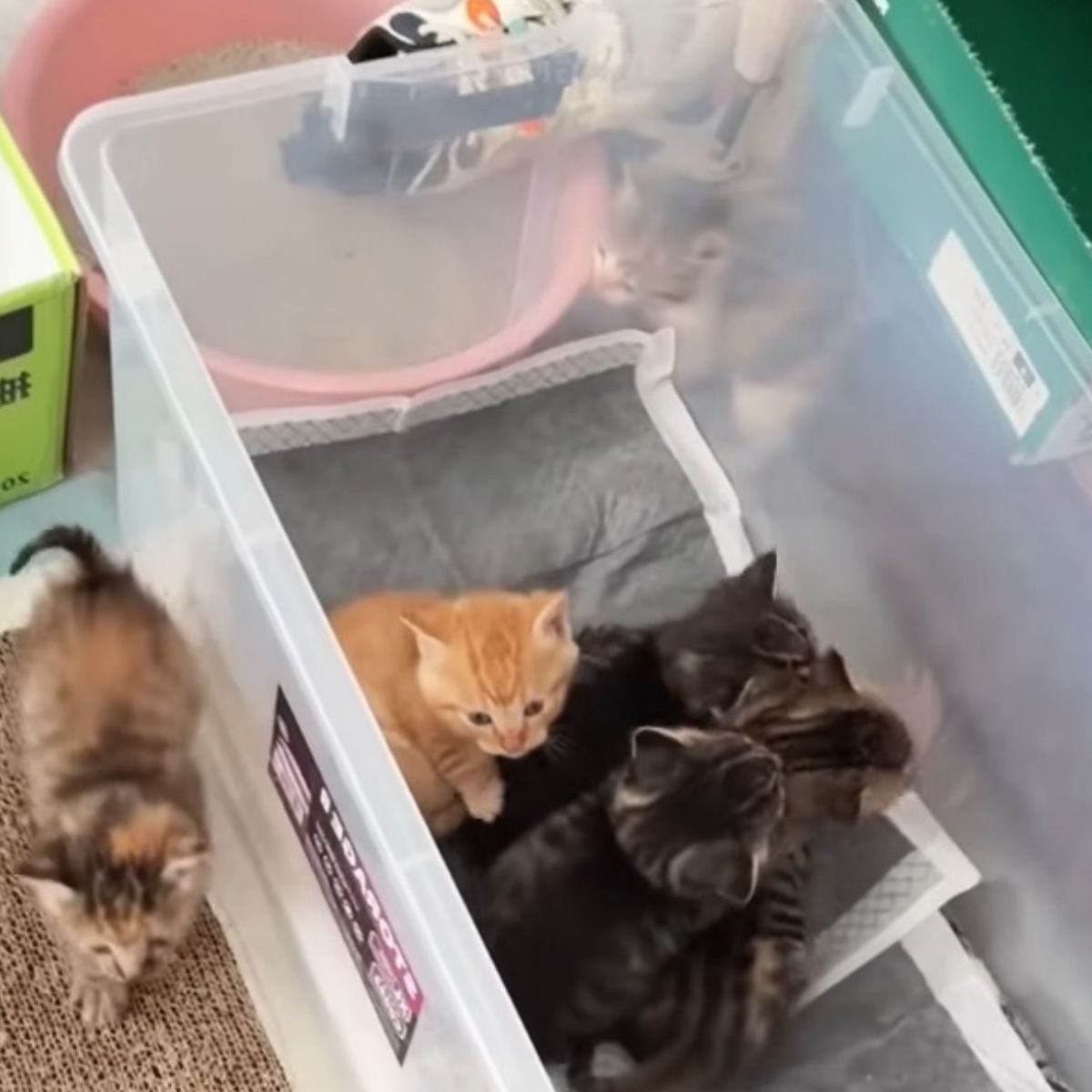 kittens in a plastic box