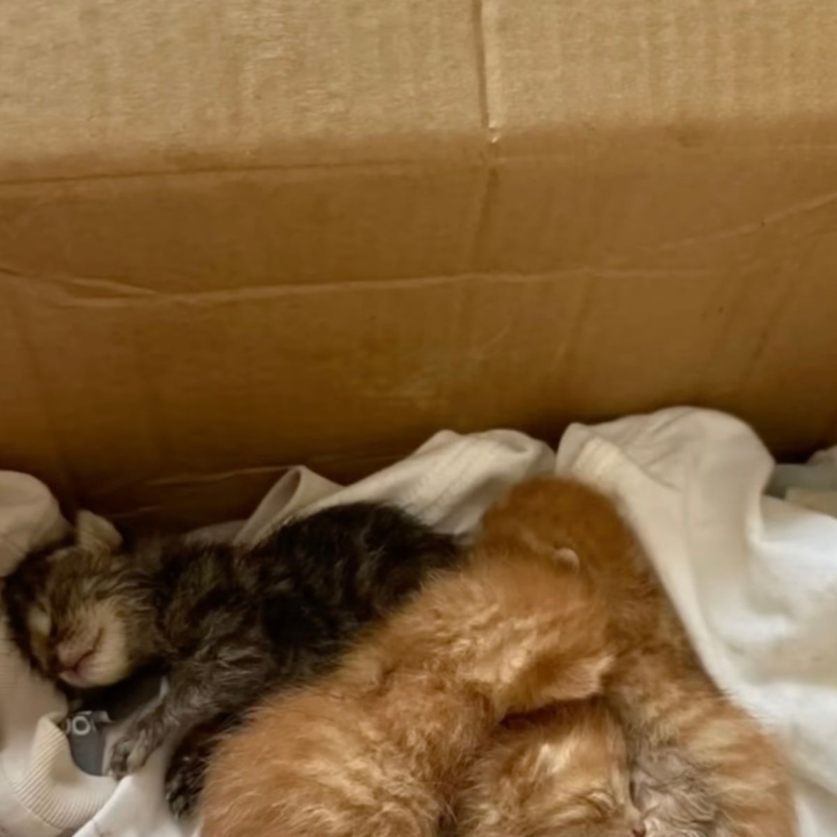 kittens in box