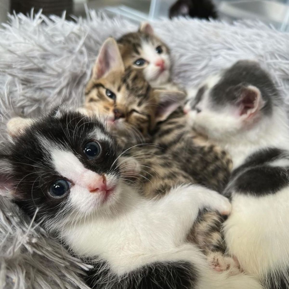 kittens lying on a fluffy pillow