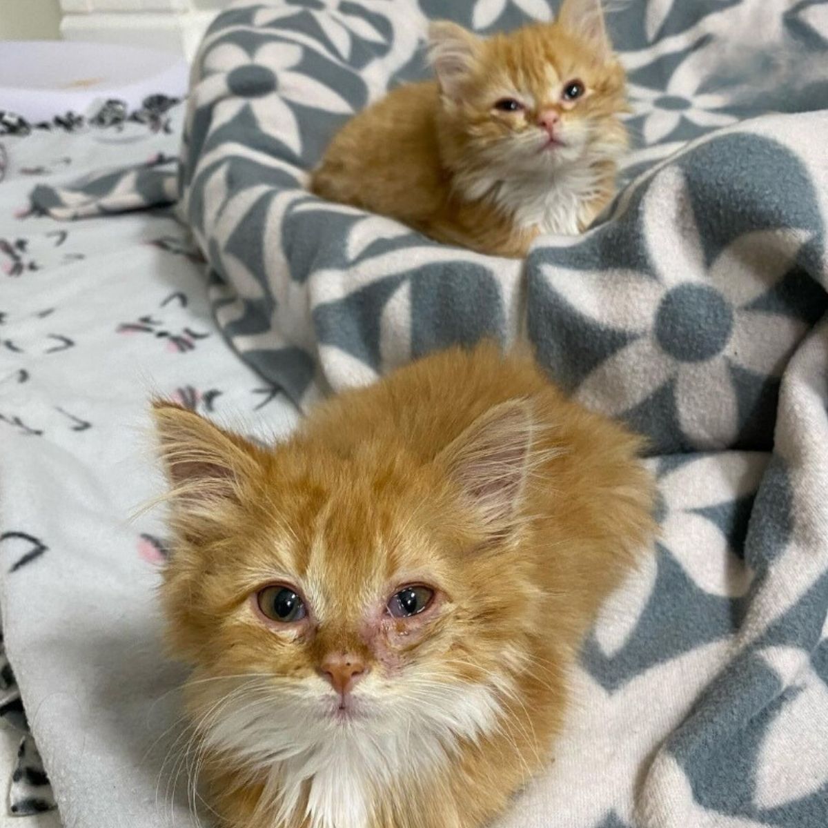 kittens on a bed