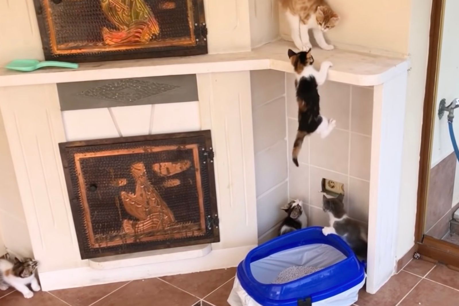 kittens playing at home