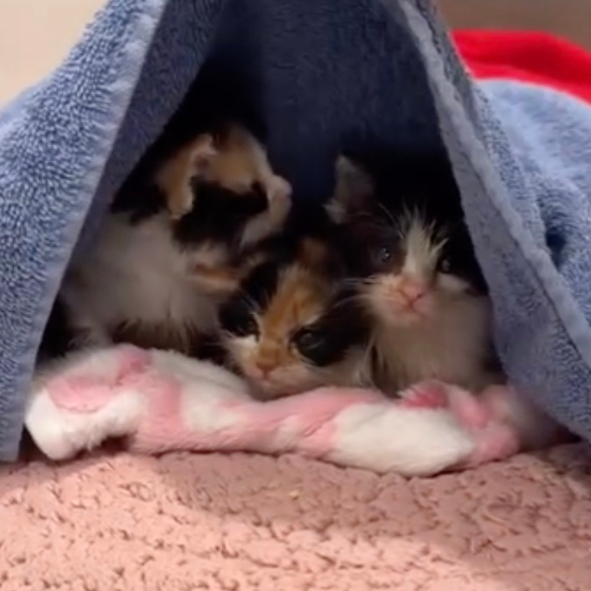 kittens under a towel