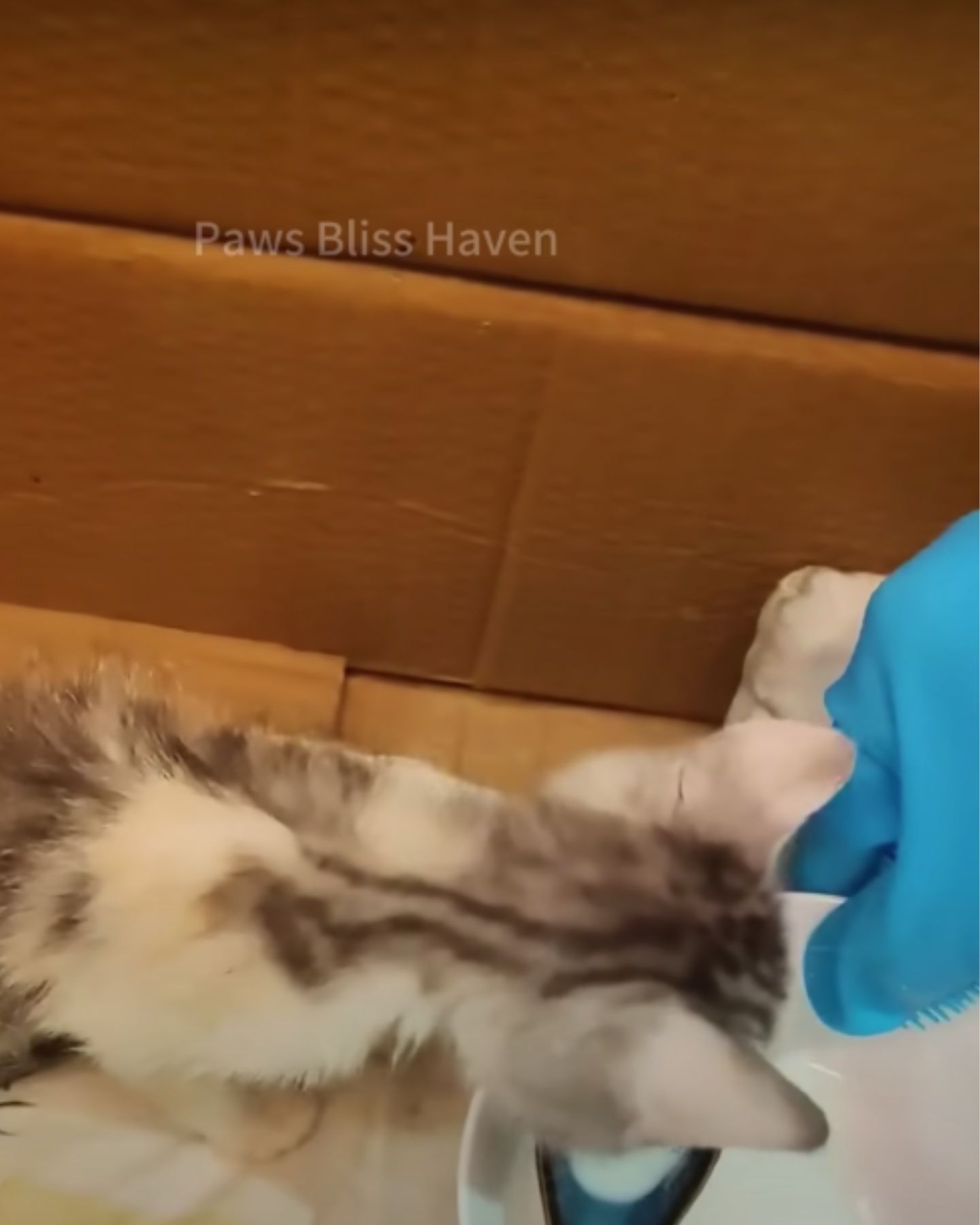 kitty grab human hand in glove