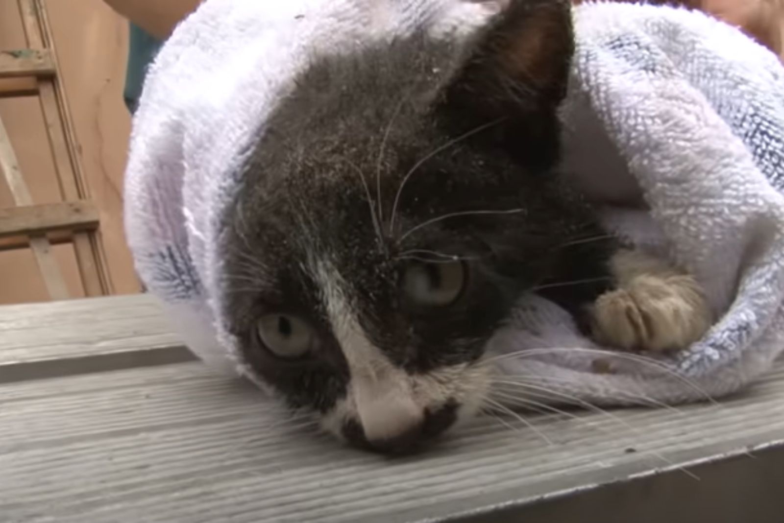 kitty in a towel