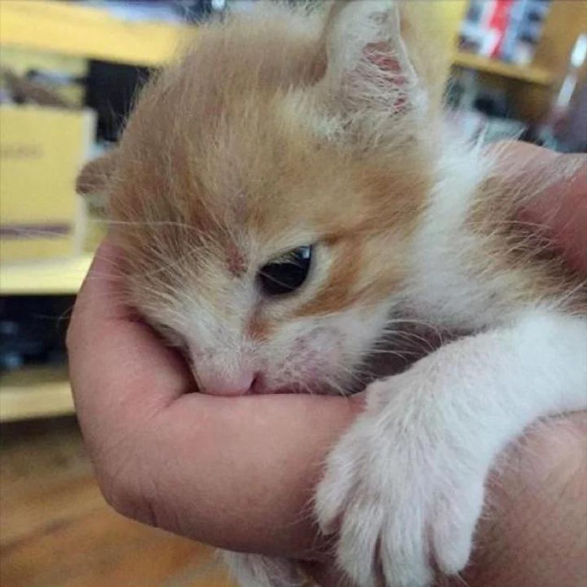 kitty kiss hand